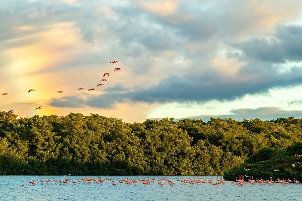 Caribbean-Trinidad-Caroni Swamp Scarlet ibis birds in flight and flamingos in water